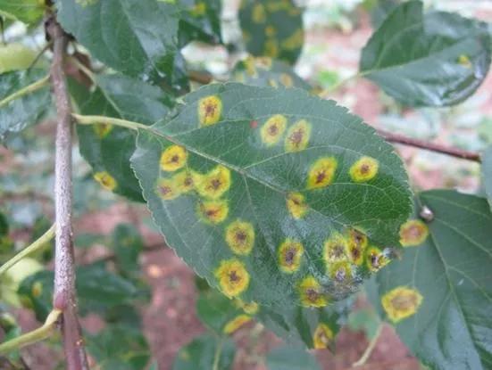 病叶及时清除：防范为主