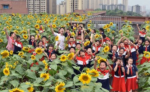 名校之花，绽放校园