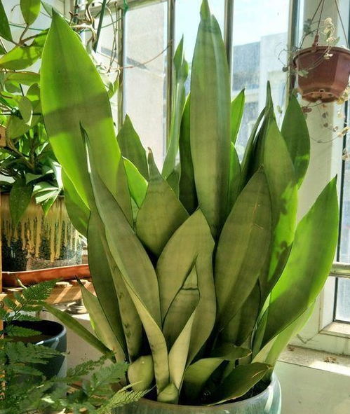 绿萝和虎皮兰的浇水变化