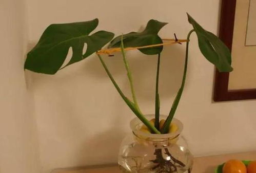 水养植物发臭，如何拯救它重焕生机