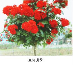 秋季月季养护， 促开花蕾的关键步骤