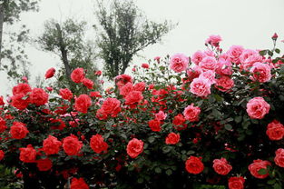 天中广场月季花