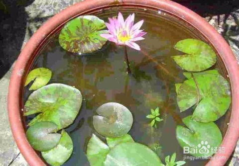 睡莲不开花，是个什么情况？