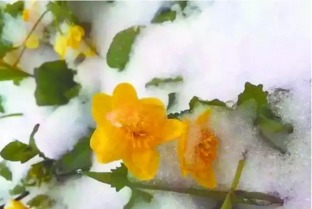 柬埔寨金边六月雪花语中，那些飘落的雪花是如何在炎炎夏日中绽放神秘之美的呢