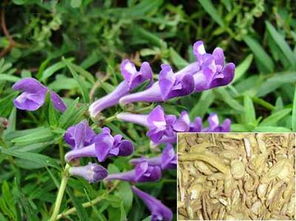 黄芩：治上焦湿热， 清肺热