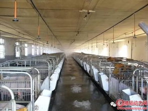 如何合理建设养猪场及调运仔猪，确保养殖效率和动物福利？