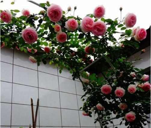 爬藤月季的养殖技巧