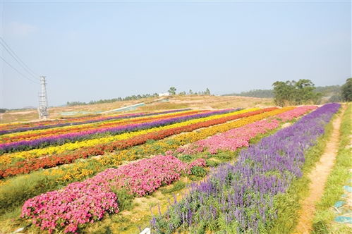双正月初绽，哪种花最旺