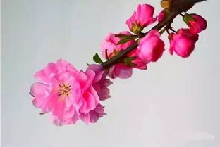 桃花红红，春天使者？