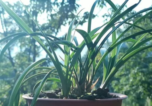 兰花种植时恶霉灵和多菌灵混合使用效果如何？