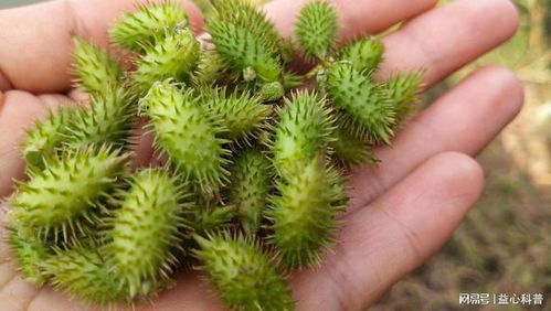 苍耳种子的传播奇遇记