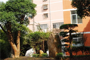 校园绿化的奇妙选择