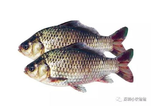鲫鱼主食以植物性饲料为主，优化养殖效益