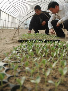 兰花种植，土壤与有机质的大揭秘