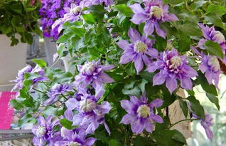 雪绒花， 耐寒多年生植物