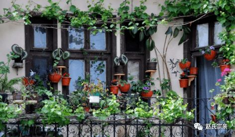 鱼缸废水浇苗， 菜叶油亮像打了蜡