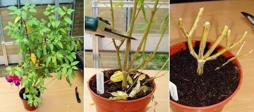 盆栽枯萎了怎么办？如何挽救