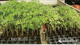 哈茨木霉菌：根腐病的克星， 农作物生长的好帮手