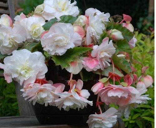 内蒙古养花三大挑战