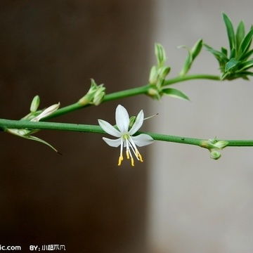 水塔花叶子枯尖枯黄怎么办？有没有什么小窍门可以解决