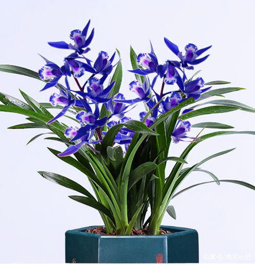 世界十大花卉博物馆排名揭晓