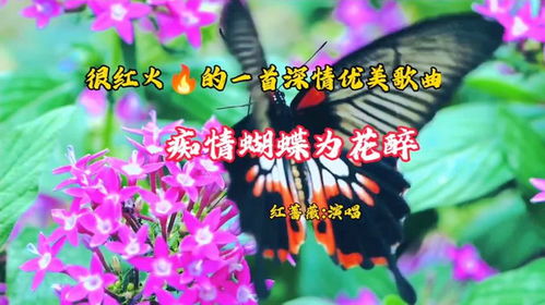 蓝荷花的花语是深情浪漫，那么请问送蓝荷花给心仪的人