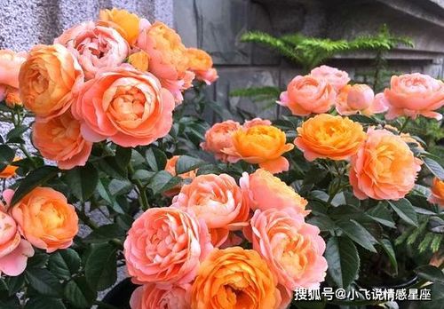 氮肥、 磷肥、钾肥的重要性