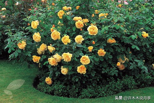 枝条折断， 促生长