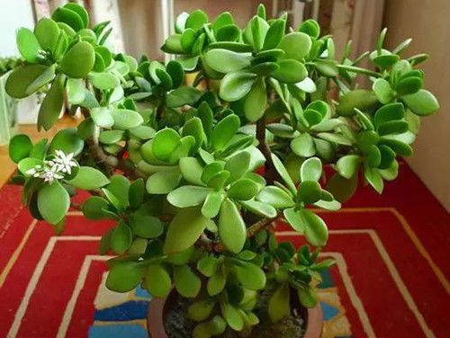 室内养护荷花的方法