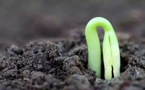 种子发芽，破土而出