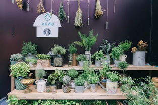 打造花园秘籍：桃美人养护攻略，美丽花园必备！