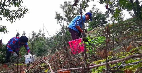“一封一杀”除草模式