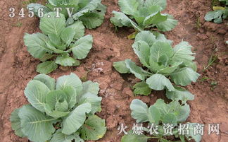 肥料用得不当？