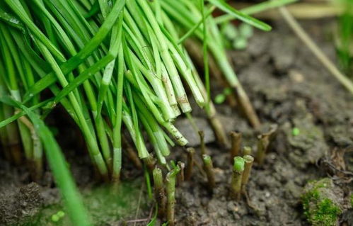 种植时间与间苗补苗