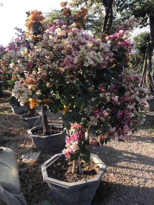 三角梅浇水技巧心得：如何根据季节和土壤湿度科学浇水