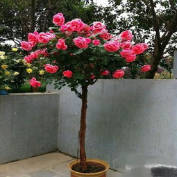 树状月季的简介与特色