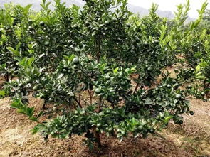 江西茶油基地：掌握最佳施肥时机，提升茶树产量！