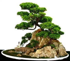 透气性差的盆景