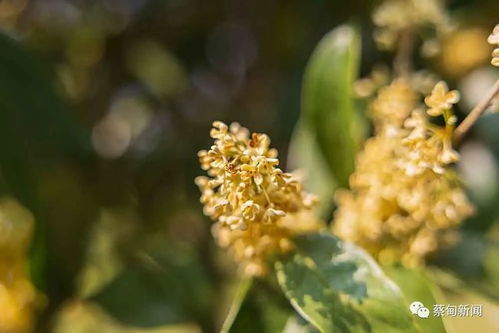 寒梅傲雪，翠竹挺立，兰花幽香，三友花韵，雅韵盎然