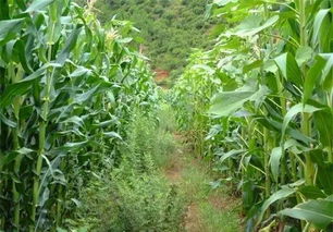 除草剂种类繁多