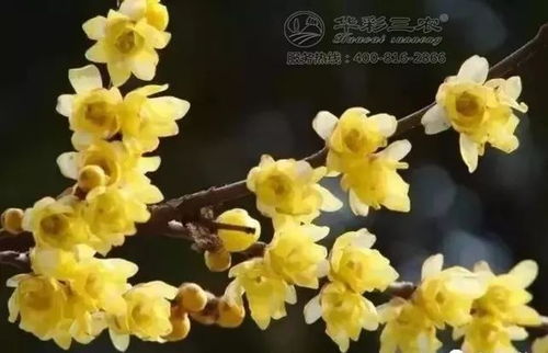 花期大不同