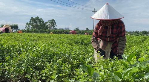 老花农的经验：早施肥的智慧