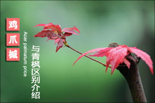 鸡爪槭的价格大揭秘