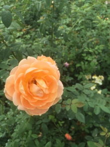 瑞典女王月季：高贵典雅， 香气四溢