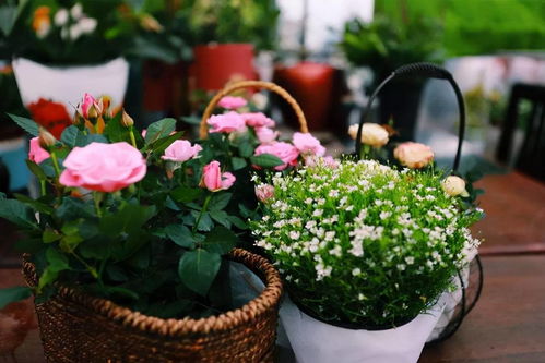 养花入门， 从咖啡渣开始