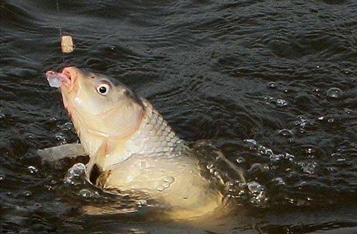 农药，那可是个双刃剑