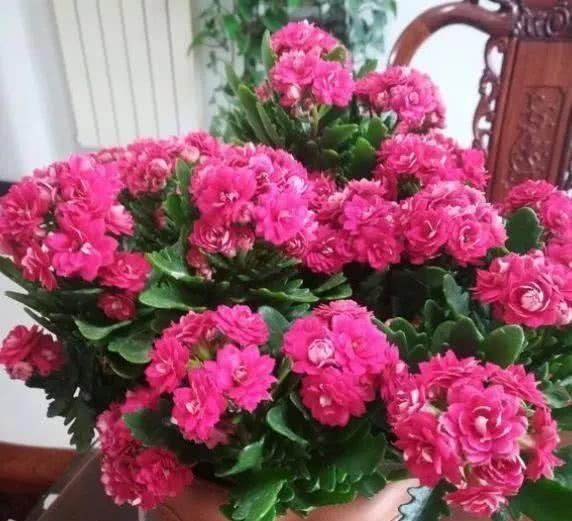 长寿花怎么浇水施肥才能长得旺盛？