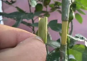 月季花扦插生根最快方法是什么？有哪些养殖技巧可以促进其快速生根