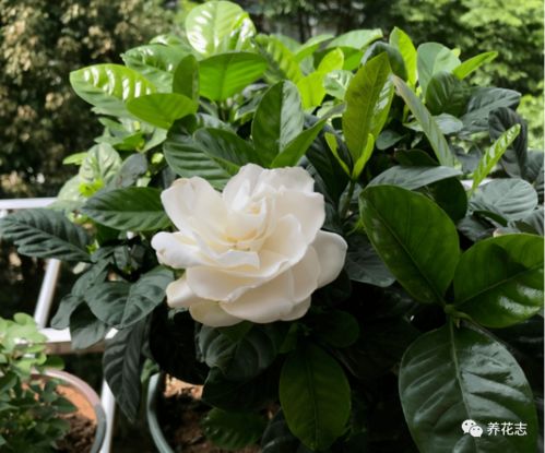 栀子花的生长习性