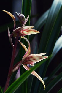 墨兰：报岁兰中的佼佼者